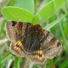 Euclidia glyphica