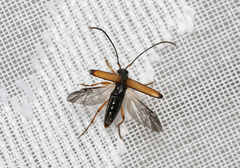 Alosterna tabacicolor