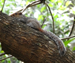 Funambulus tristriatus