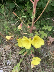 Oenothera glazioviana