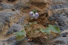 Campanula cretica