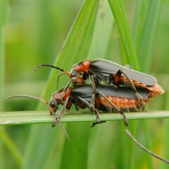 Cantharis rustica