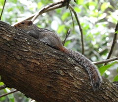 Funambulus tristriatus
