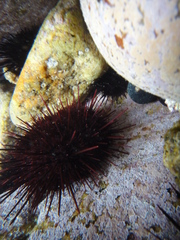 Echinoidea