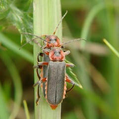Cantharis rustica