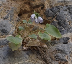 Campanula cretica