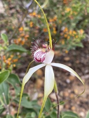 Caladenia × cala