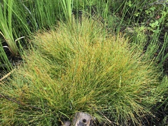 Eleocharis nitida
