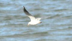 Chroicocephalus ridibundus