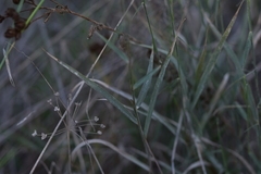 Cleistogenes serotina