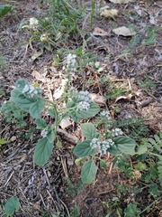 Heliotropium europaeum