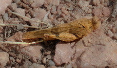 Sphingonotus caerulans