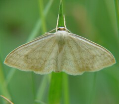 Scopula floslactata