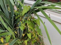 Fallopia
