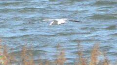 Chroicocephalus ridibundus