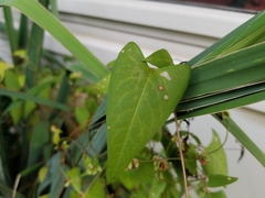 Fallopia