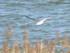 Chroicocephalus ridibundus