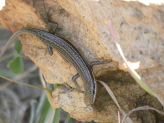 Trachylepis varia