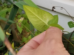 Fallopia