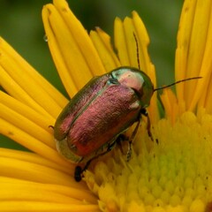 Cryptocephalus