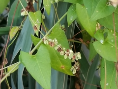 Fallopia