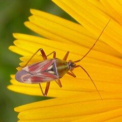 Calocoris roseomaculatus