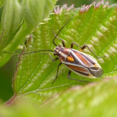 Horistus orientalis