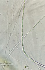 Bacteria
