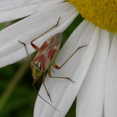 Calocoris roseomaculatus