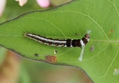 Helcystogramma triannulella