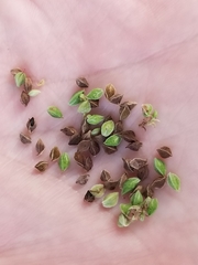 Fallopia