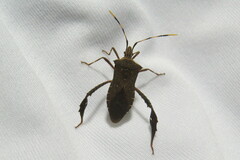 Leptoglossus gonagra