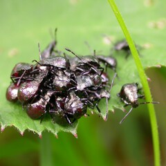 Picromerus bidens