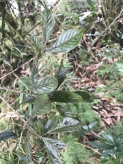 Lithocarpus corneus