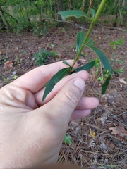 Solidago erecta