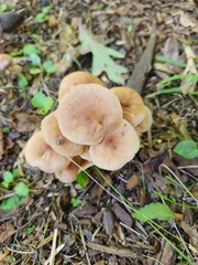 Desarmillaria tabescens