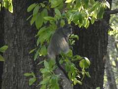 Cercopithecus mitis erythrarchus
