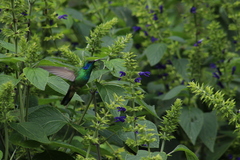Colibri thalassinus