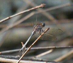 Orthetrum chrysostigma