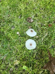 Lepiota cristata