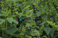 Colibri thalassinus
