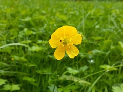 Ranunculus acris