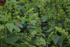 Colibri thalassinus
