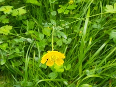 Ranunculus acris