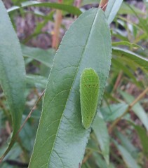 Iphiclides feisthamelii