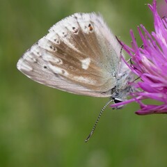Polyommatus coridon