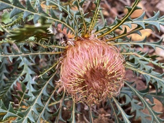 Banksia dallanneyi