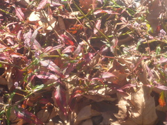Alternanthera brasiliana