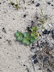 Calystegia soldanella