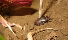 Prionus coriarius